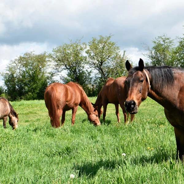 Pension pour chevaux à Saint-Ours, Puy-de-Dôme